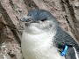 21.30- Manchot pygmee recueilli et soigne par l'Antarctic Center